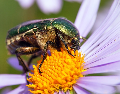 green rose chafer in latin cetonia aurata - insect sitting and pollinated  yellow violet or blue flower