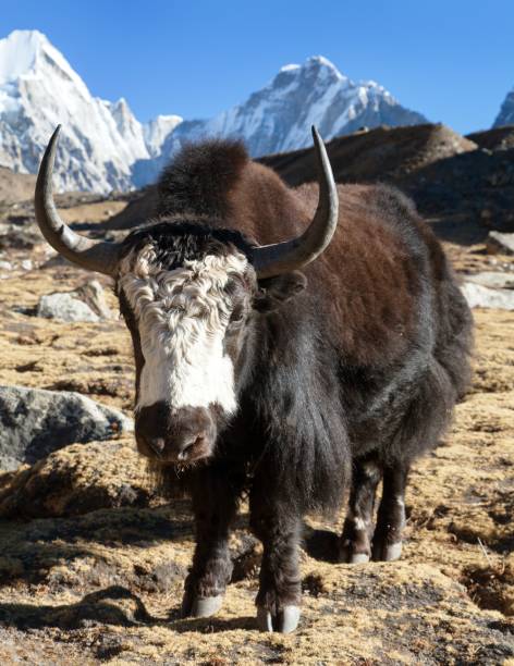 istock Black and white Yak on the way to Everest base camp 1214260759