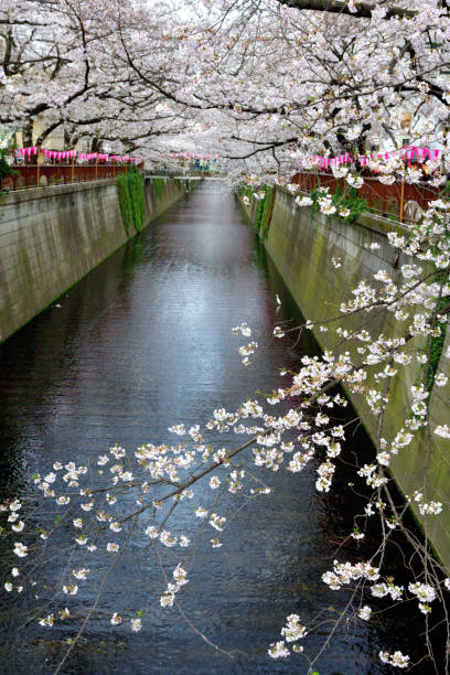 istock Cherry Blossom Viewing over Meguro River in Tokyo 1214260825