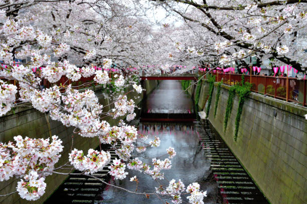 istock Cherry Blossom Viewing over Meguro River in Tokyo 1214262621