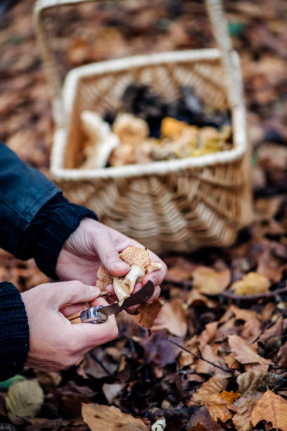 food forager procurando cogumelos de ouriço na floresta. - chanterelle edible mushroom gourmet uncultivated - fotografias e filmes do acervo