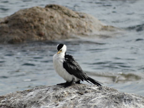 istock Waterbird on rocks by the sea 1214264301