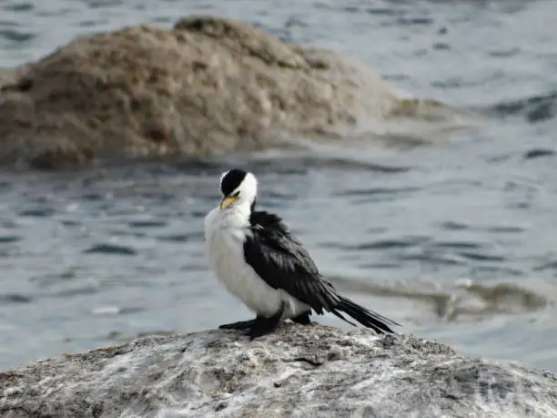 A bird sits on a rock on the coast of Australia