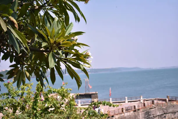 Photo of selective focused on tree in foreground in Dona paula, Goa