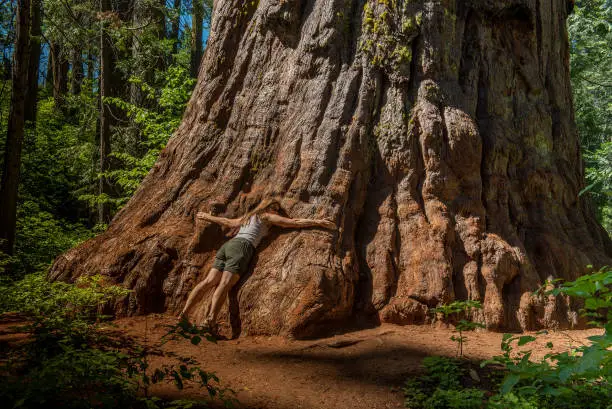 Photo of Giant trees scale