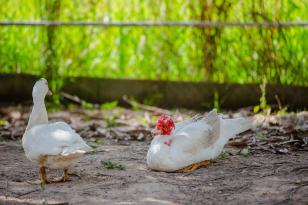 istock The duck is feeding in a garden 1214266602