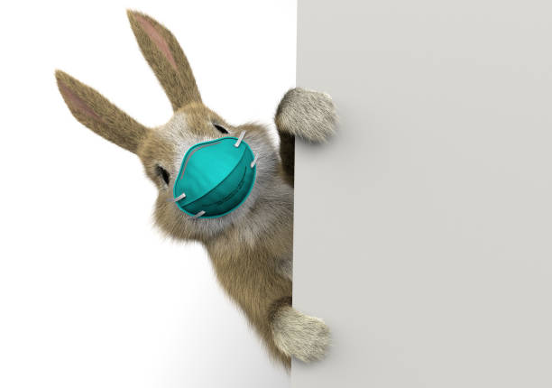 baby rabbit peeking behind a wall or a banner with a surgical mask