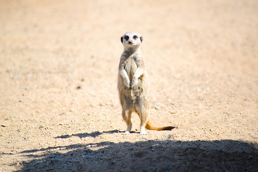 Photo of a baby meerkat standing