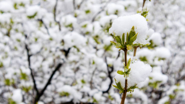 istock Green shoots in the snow. Snow in the spring. 1214268385