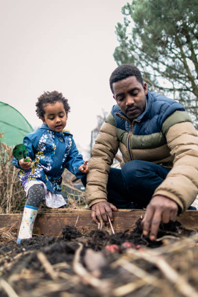 Digging Up The Garden Close up of a young mixed race girl dressed in a warm coat,helping dig in the allotment with her dad. social responsibility photos stock pictures, royalty-free photos & images