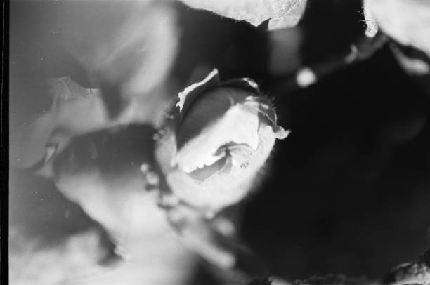 istock close up of a peanut 1214268603
