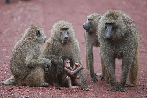 The olive baboon, also called the Anubis baboon, is a member of the family Cercopithecidae. The species is the most wide-ranging of all baboons, being found in 25 countries throughout Africa