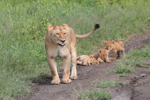 istock An African lioness with cubs 1214270154