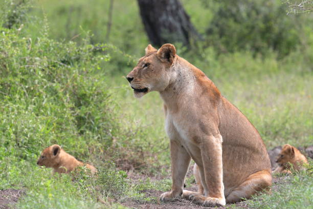 istock An African lioness with cubs 1214270155