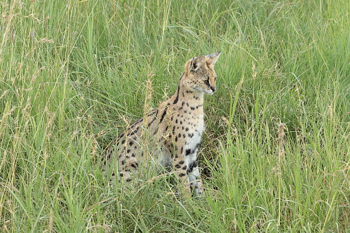 The serval is a wild cat native to Africa. It is rare in North Africa and the Sahel, but widespread in sub-Saharan countries except rainforest regions.