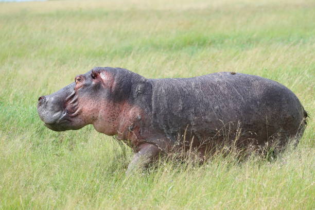 istock The hippopotamus, or common hippopotamus 1214270473
