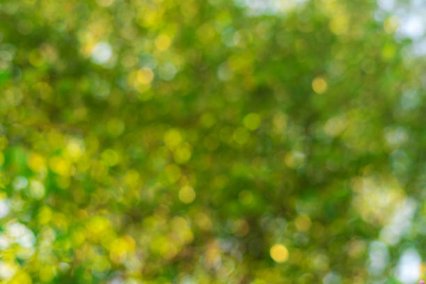 istock Bokeh green leaves background. Element of design. 1214270628