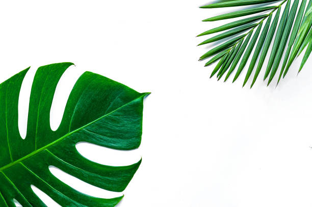 istock Green leaves on a white background 1214271916