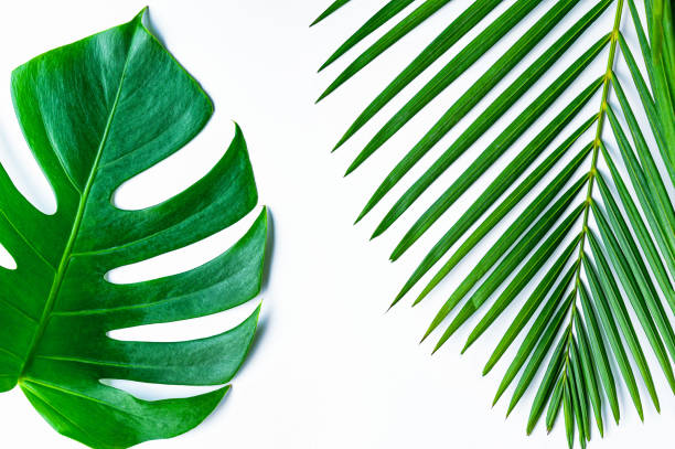 istock Green leaves on a white background 1214272101