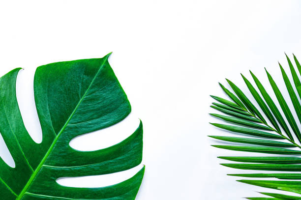 istock Green leaves on a white background 1214272106