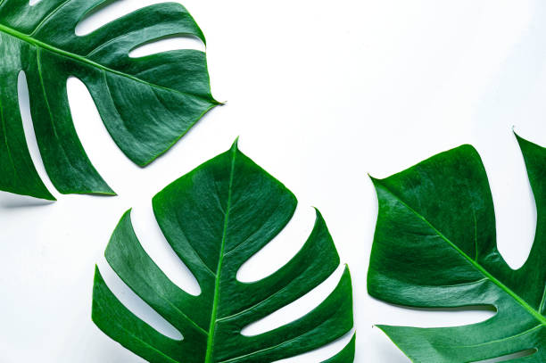 istock Green leaves on a white background 1214272160