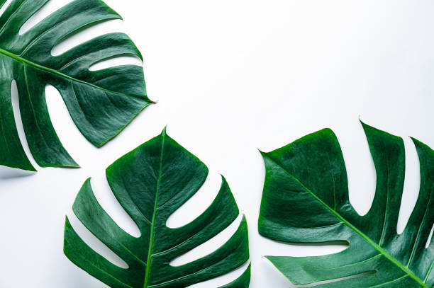 istock Green leaves on a white background 1214272438