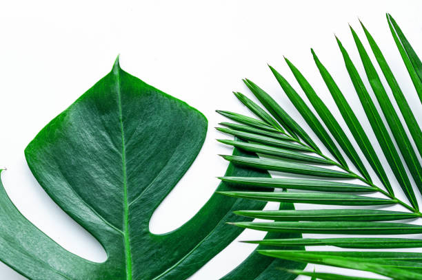 istock Green leaves on a white background 1214272481