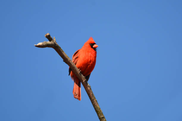uccello cardinale settentrionale - near north side foto e immagini stock
