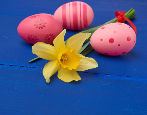 istock yellow blooming daffodil and easter pink eggs on blue wooden background 1214274338