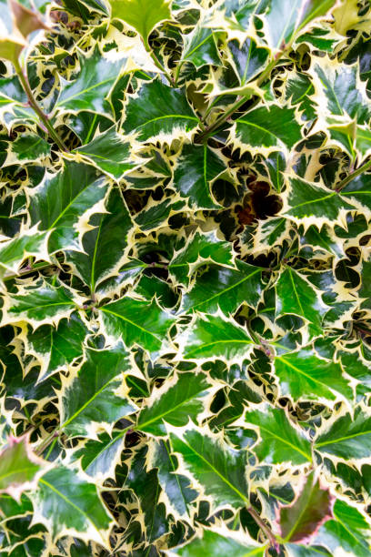 istock Evergreen shrub foliage background 1214274518