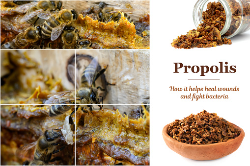 Propolis in the middle of a hive with bees. Bee glue. Bee products. Apitherapy. Propolis treatment. How it helps heal wounds and fight bacteria