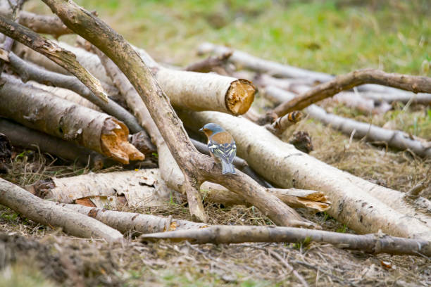 Chaffinch foraging in a log pile in a nature reserve.