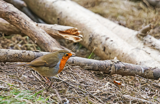 Robin perched on a log pile in a nature reserve.
