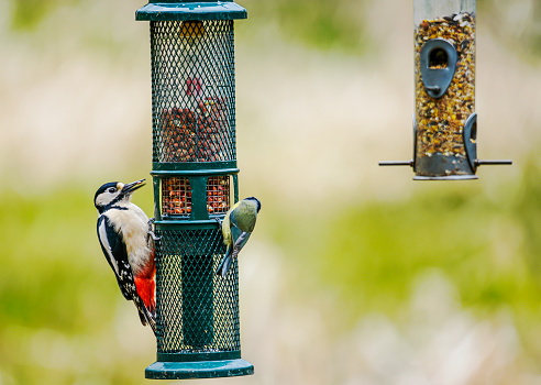 Greater Spotted Woodpecker on a bird feeder.