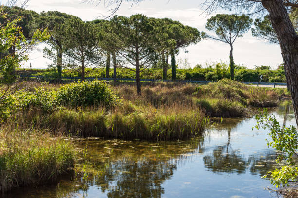 istock degree lagoon landscape, Gorizia 1214276481
