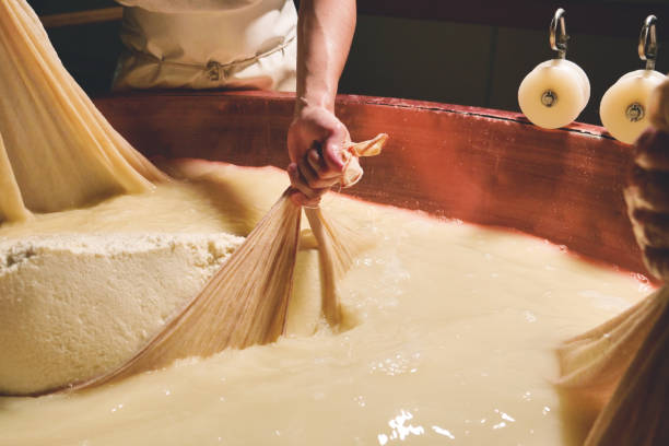 fermer vers le haut d’un fromager prépare une forme de parmesan utilisant le lait frais et biologique - cheese making photos et images de collection