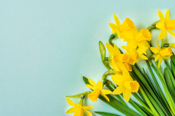 flores de narciso amarillo primavera sobre fondo azul. concepto de pascua feliz. vista superior con espacio de copia - yellow easter daffodil religious celebration fotografías e imágenes de stock