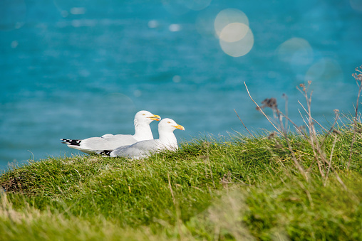 seagulls resting on the grass