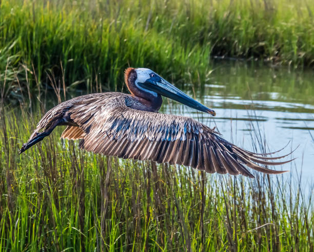 Brown Pelican in Flight Living on the coast, we are fortunate to see so many beautiful coastal seabirds. brown pelican stock pictures, royalty-free photos & images