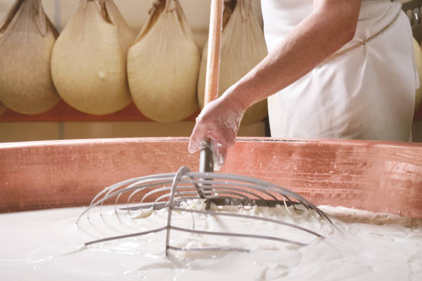 fermer vers le haut d’un fromager prépare une forme de parmesan utilisant le lait frais et biologique - cheese making photos et images de collection