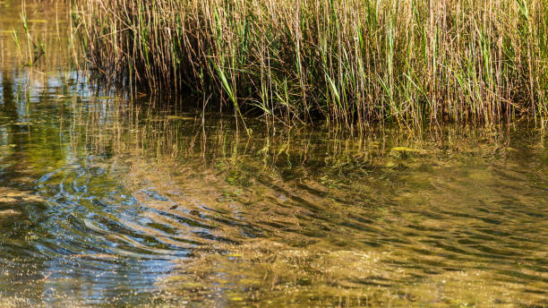 istock degree lagoon landscape, Gorizia 1214279414