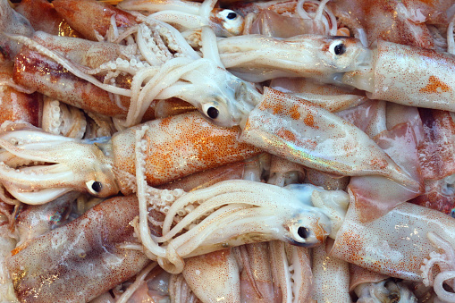 Freshly caught squid from the sea, fresh calamari