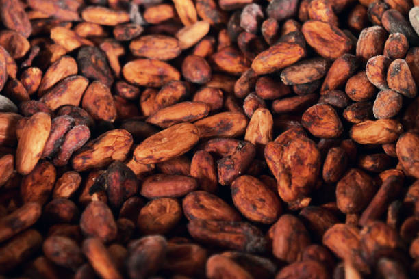 istock Close-up of cocoa beans which are under the sun 1214279711