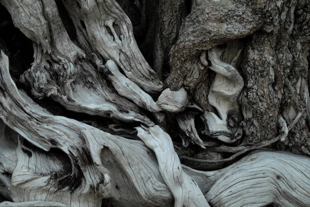 istock closeup old rough wooden texture background 1214279743