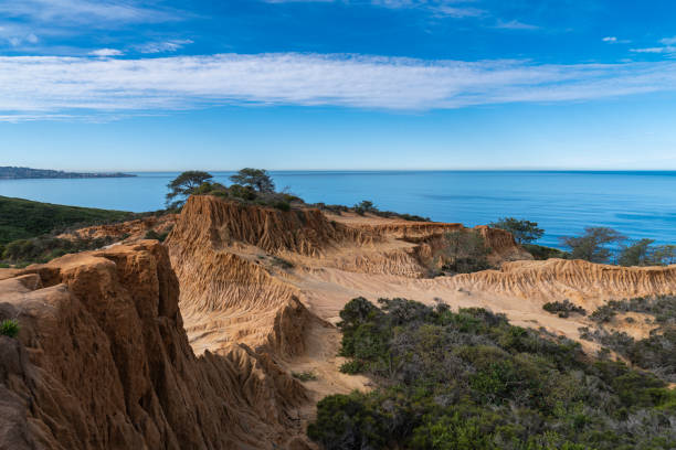 государственный заповедник торри пайнс - torrey pines state reserve стоковые фото и изображения