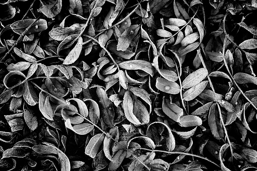 Black and white natural background with fallen leaves