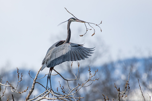 Nest building and mating activities during western USA springtime for Great Blue Herons