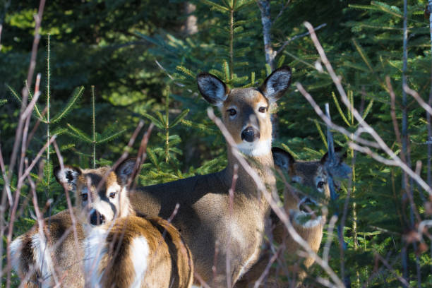 istock Virginia deer wandering free 1214281780