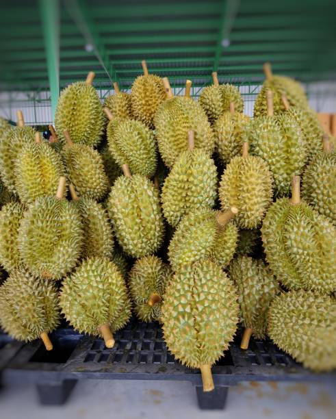 istock Durian favour fruit. 1214281898