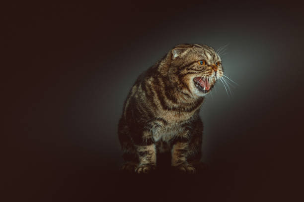 Purebred Scottish fold shorthair cat posing. Studio shot.